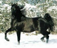 cheval