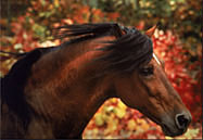 au galop